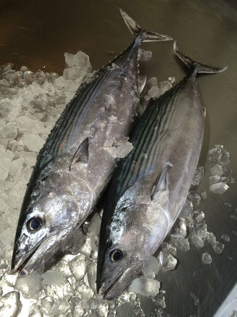 ハガツオ 魚図鑑プロフェッショナル