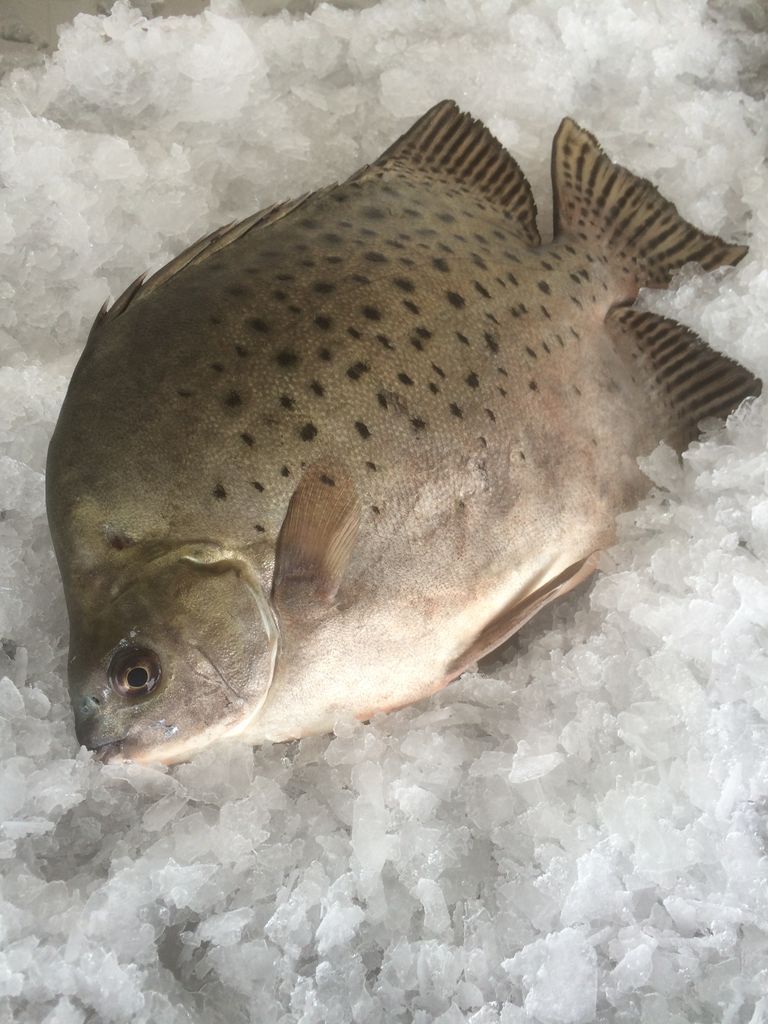 クロホシマンジュウダイ 魚図鑑プロフェッショナル