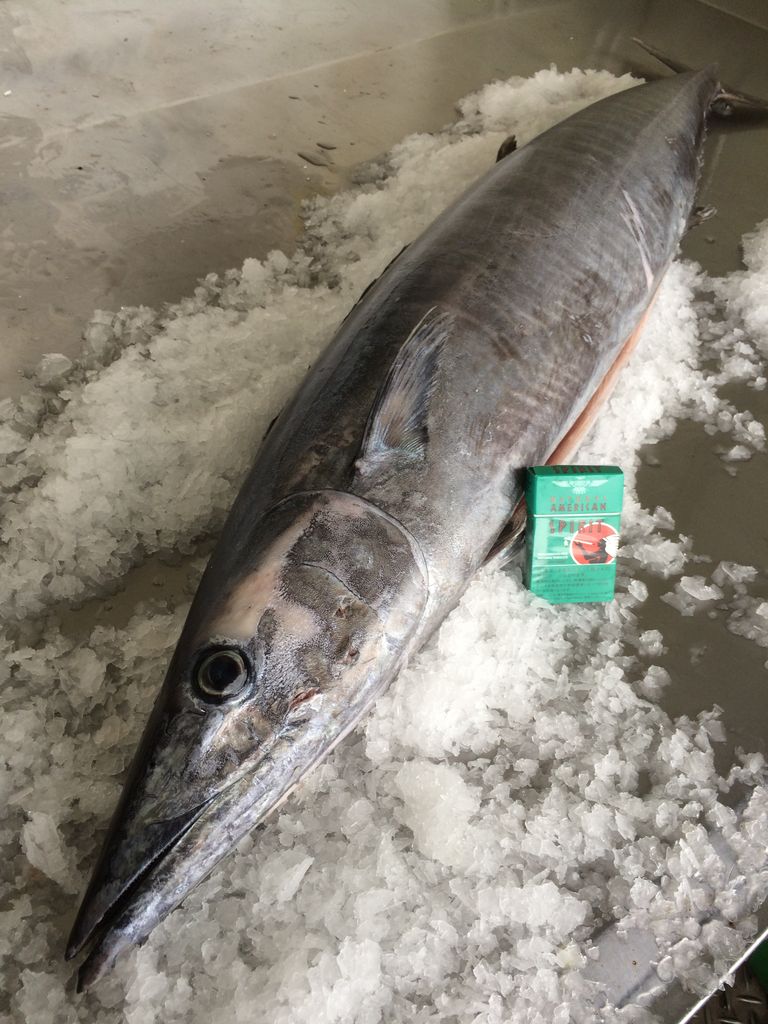 カマスサワラ 魚図鑑プロフェッショナル