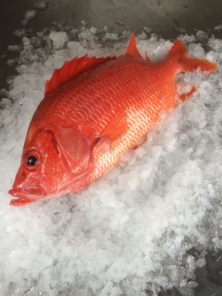 トガリエビス 魚図鑑プロフェッショナル