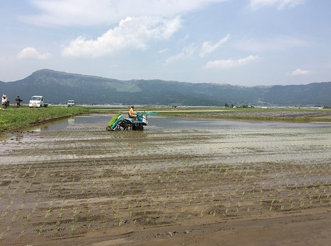 田植え
