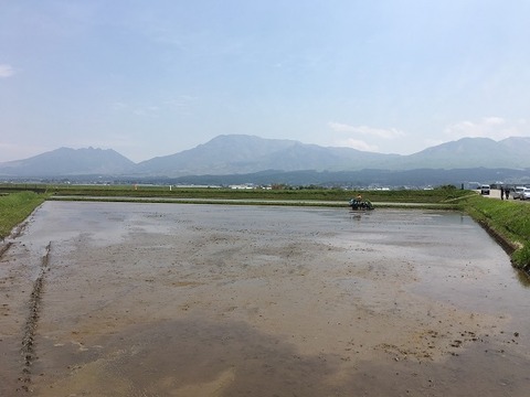 田植え2