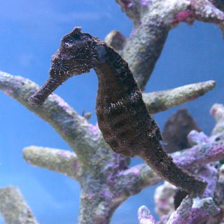 タツノオトシゴ ヨウジウオの仲間 海水魚 熱帯魚と海水魚図鑑