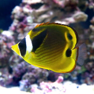 チョウハン 熱帯魚と海水魚図鑑