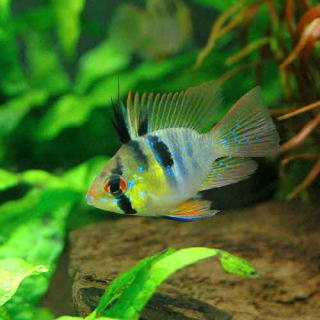 パピリオクロミス ラミレジィ バルーンアピスト 熱帯魚と海水魚図鑑