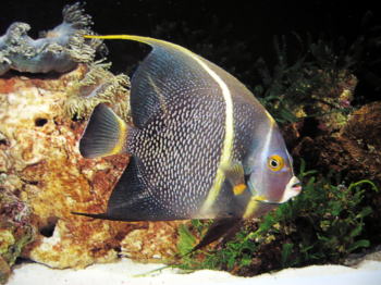 フレンチエンゼルフィッシュ 熱帯魚と海水魚図鑑 フレンチエンゼルフィッシュ 熱帯魚と海水魚図鑑