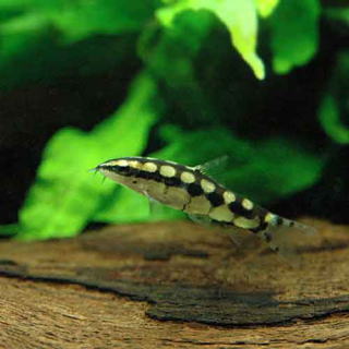 コイ ドジョウの仲間 淡水魚 熱帯魚と海水魚図鑑