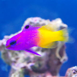 ロイヤル グラマ 熱帯魚と海水魚図鑑