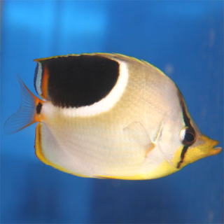 セグロチョウチョウウオ 熱帯魚と海水魚図鑑