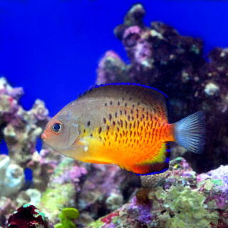 アカハラヤッコ 熱帯魚と海水魚図鑑