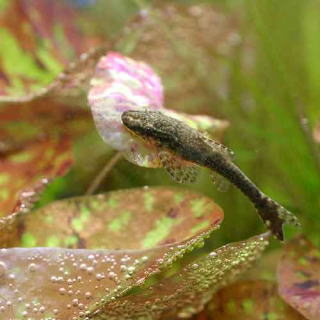 ナマズの仲間 淡水魚 熱帯魚と海水魚図鑑 ナマズの仲間 淡水魚 熱帯魚と海水魚図鑑