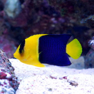 キンチャクダイ ヤッコ の仲間 海水魚 熱帯魚と海水魚図鑑 キンチャクダイ ヤッコ の仲間 海水魚 熱帯魚と海水魚図鑑