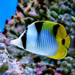 チョウチョウウオの仲間 海水魚 熱帯魚と海水魚図鑑 チョウチョウウオの仲間 海水魚 熱帯魚と海水魚図鑑