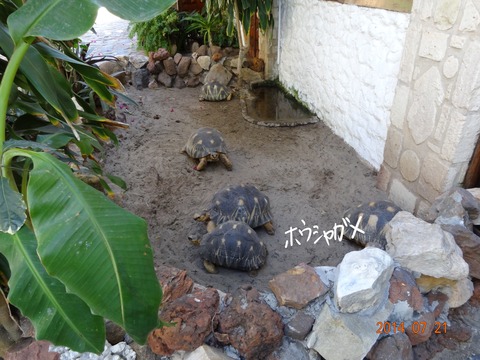 マダガスカル 生物 ホウシャガメI