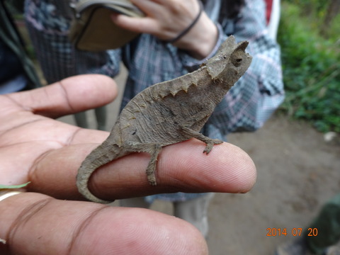 マダガスカル 生物 カメレオン 名前不明  (8)