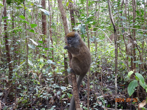 マダガスカル 生物 ハイイロジェントルキツネザル