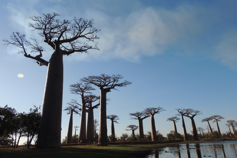 マダガスカル バオバブの木 (8)