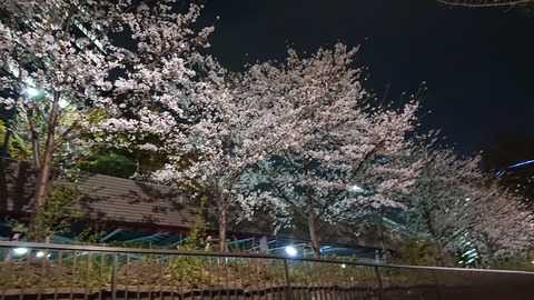 4月の桜