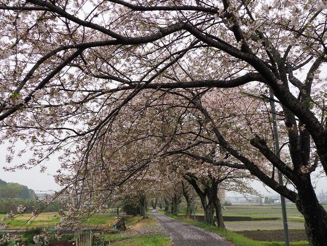 6.5 さくら並木 保々~北勢中央公園口間 その1