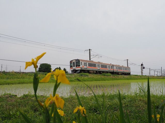 5 キハ75 快速みえ 白鳥信号所にて その1