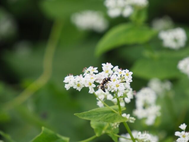 ８　ソバの花　丹生川～伊勢治田間　その1