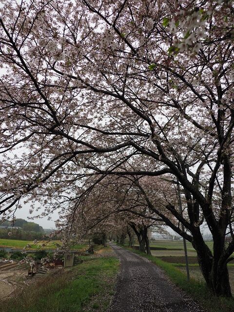 6.5 さくら並木 保々~北勢中央公園口間 その2