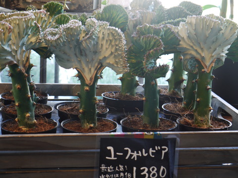 P1030470