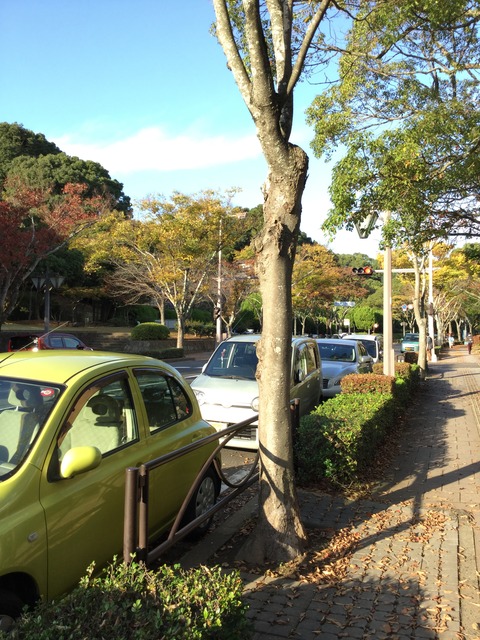 写真 2015-11-15 15 49 44