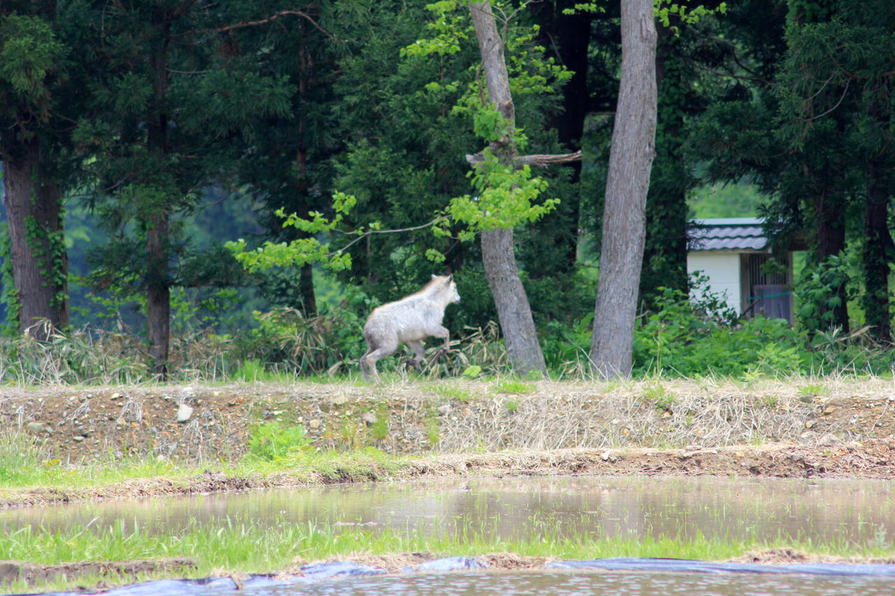 カモシカに遭遇 田植え会でのハプニング アキモト酒店 走る大地 踊る農業 歌う酒 秋田県