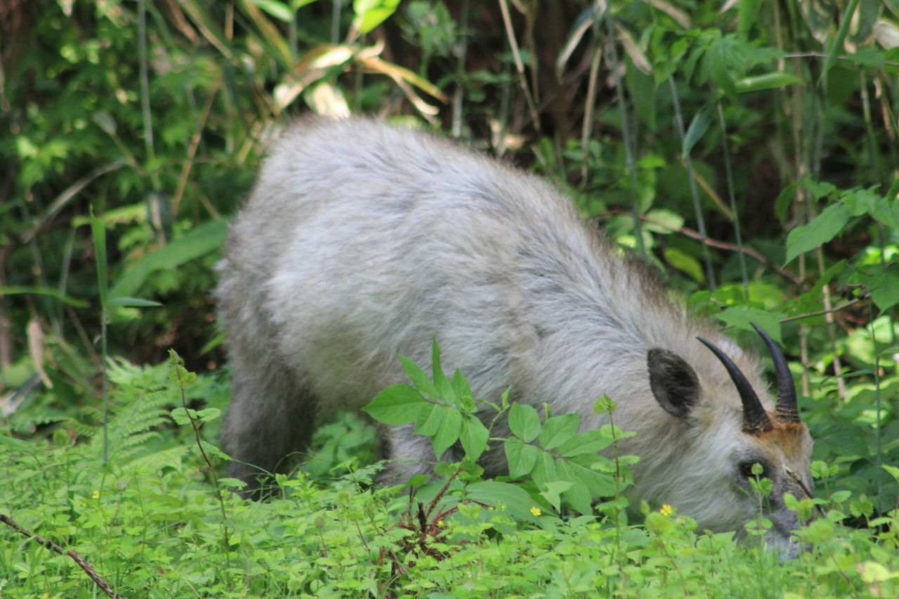 カモシカに遭遇 田植え会でのハプニング アキモト酒店 走る大地 踊る農業 歌う酒 秋田県