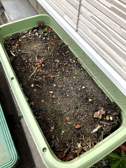 3年目のホップの植え替え 酒屋 興味津津 3年目のホップの植え替え 酒屋 興味津津