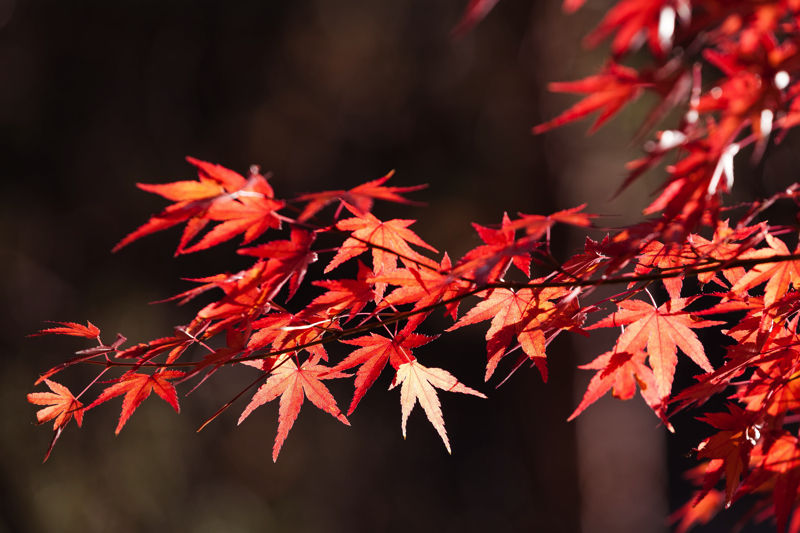 紅葉