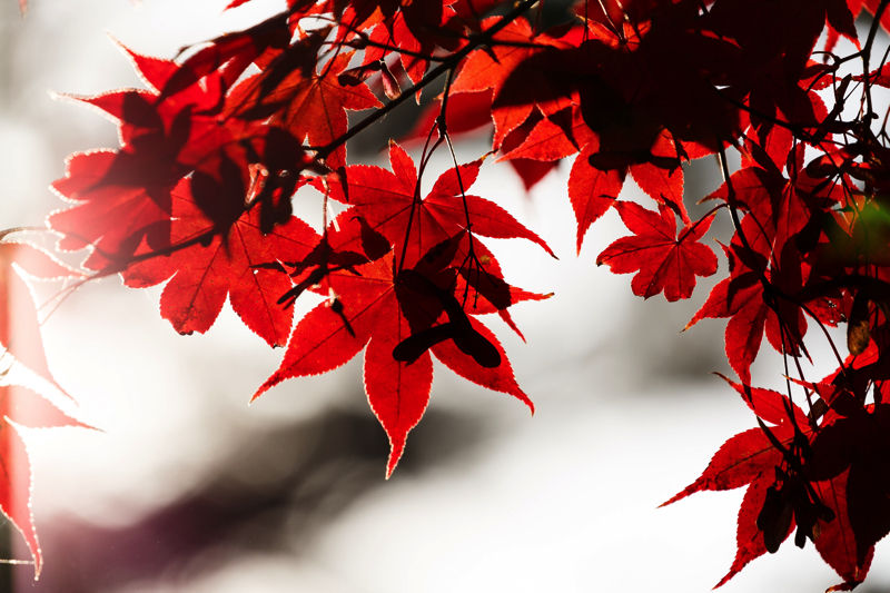 aki-uma2016AME863_momiji copy