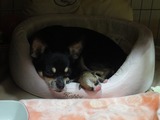 元気に育ってね。