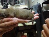 しっぽの先