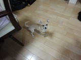 成長したパールちゃん!
