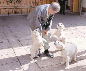 犬の政治利用 先っちょマンブログ