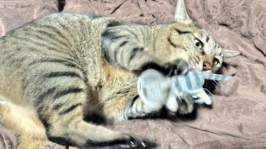 猫