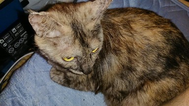 猫