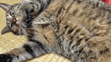 猫