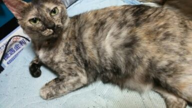 猫20160618_234042