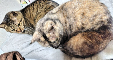 猫