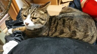 猫20160430