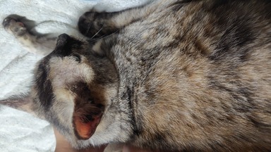 メス猫