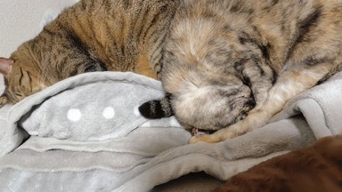 猫