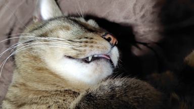 猫