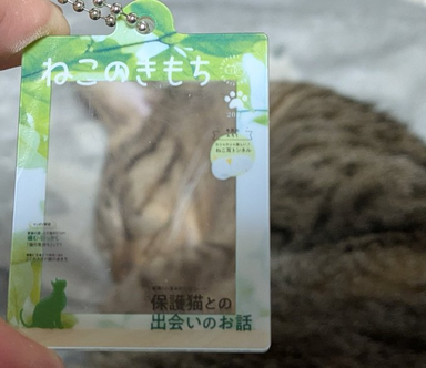 ネコ