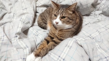 猫