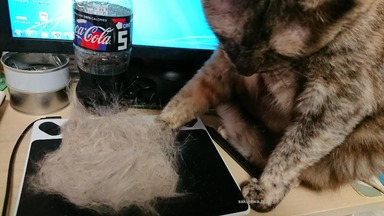 猫毛