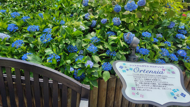 ガラスの森美術館